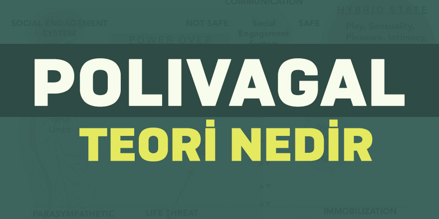 Polivagal Teori nedir?