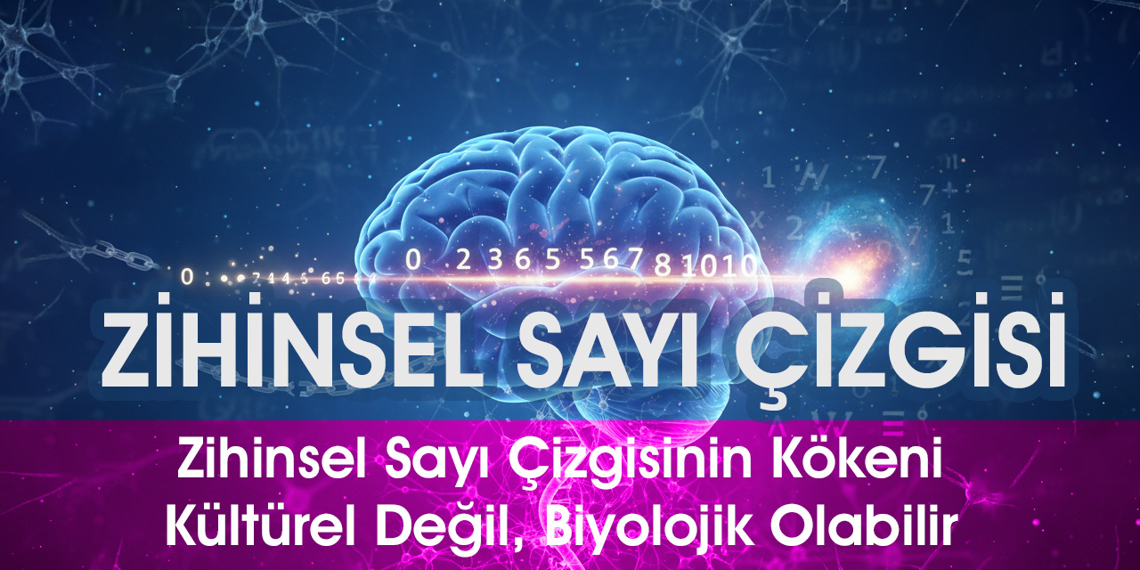 Zihinsel Sayı Çizgisinin Kökeni Kültürel Değil, Biyolojik Olabilir