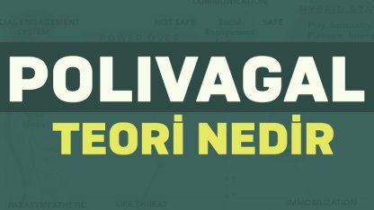 Polivagal Teori nedir?