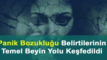 Panik Bozukluğu Belirtilerinin Temel Beyin Yolu Keşfedildi